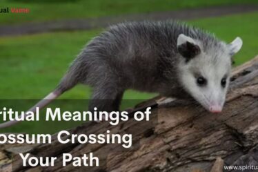 Spiritual Meanings of a Possum Crossing Your Path