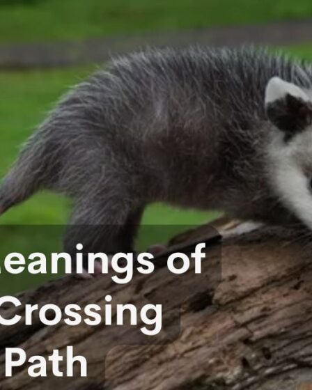 Spiritual Meanings of a Possum Crossing Your Path