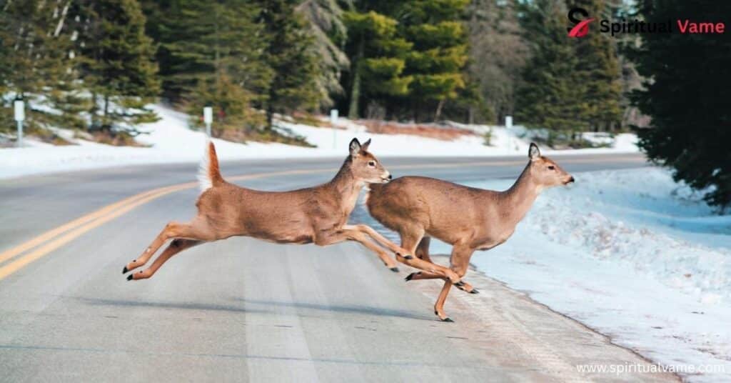 The Spiritual Attributes of Deer