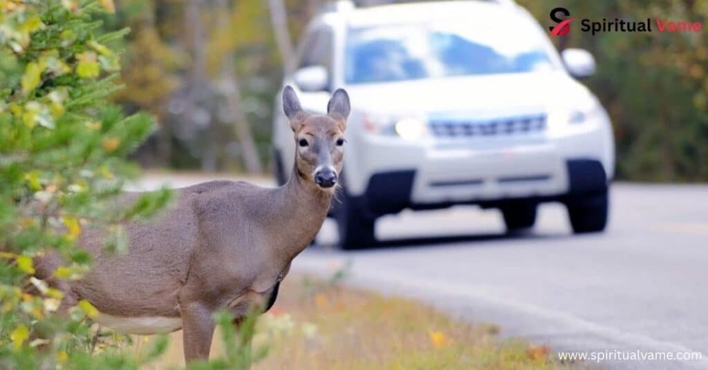 The Timing of Deer Crossings - Spiritual Significance