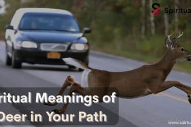 Spiritual Meanings of a Deer in Your Path