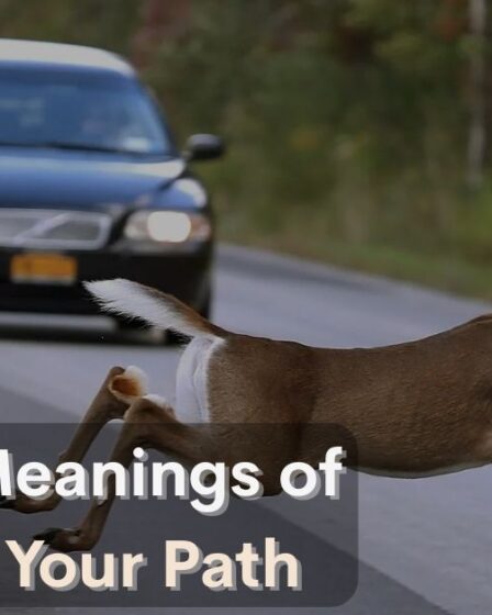 Spiritual Meanings of a Deer in Your Path