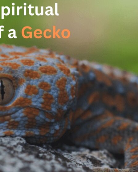 10+ Amazing Spiritual Meanings of a Gecko