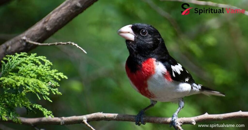 Spiritual Meaning of Robin Bird That Will Touch Your Heart and Soul
