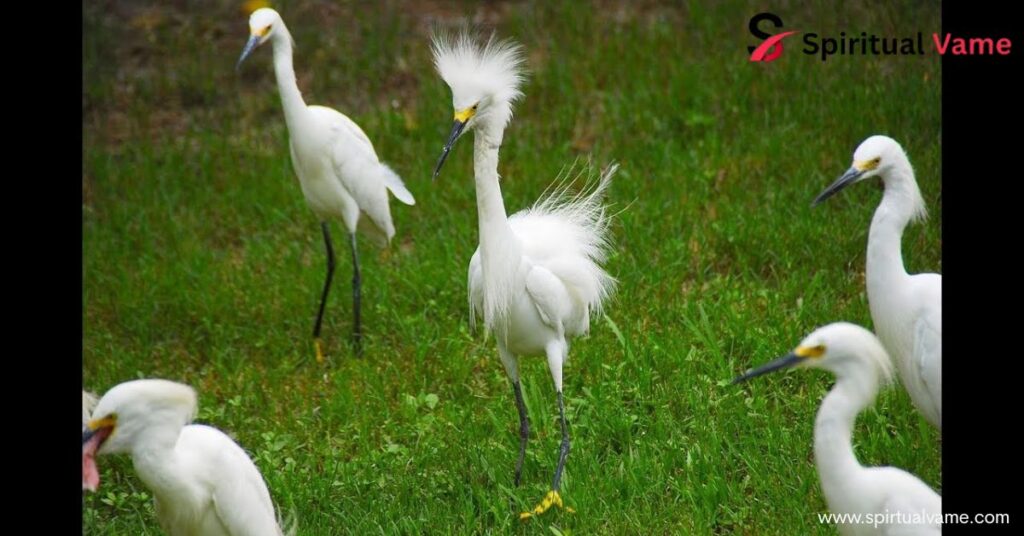 11 White Birds in Florida