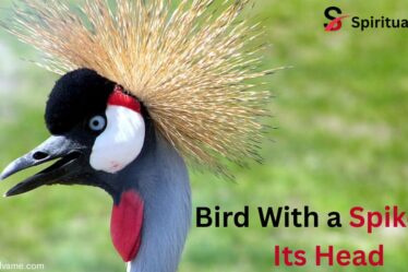 Bird With a Spike on Its Head