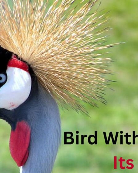 Bird With a Spike on Its Head