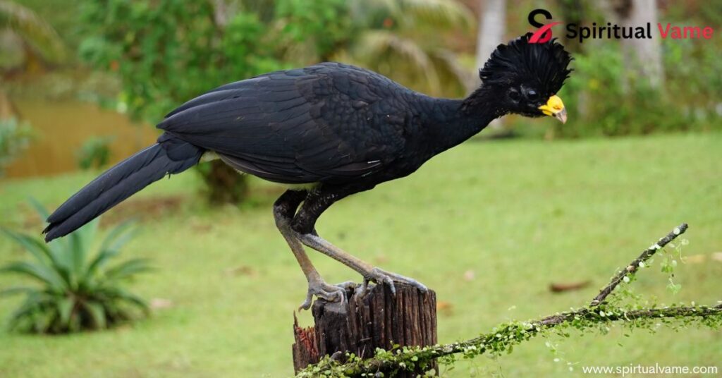 Bird With a Spike on Its Head