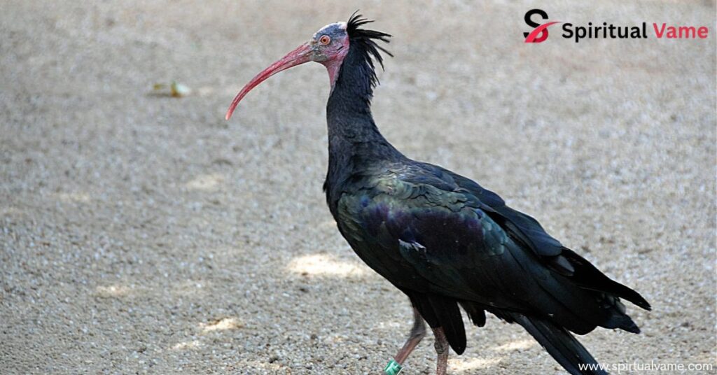 Bird With a Spike on Its Head