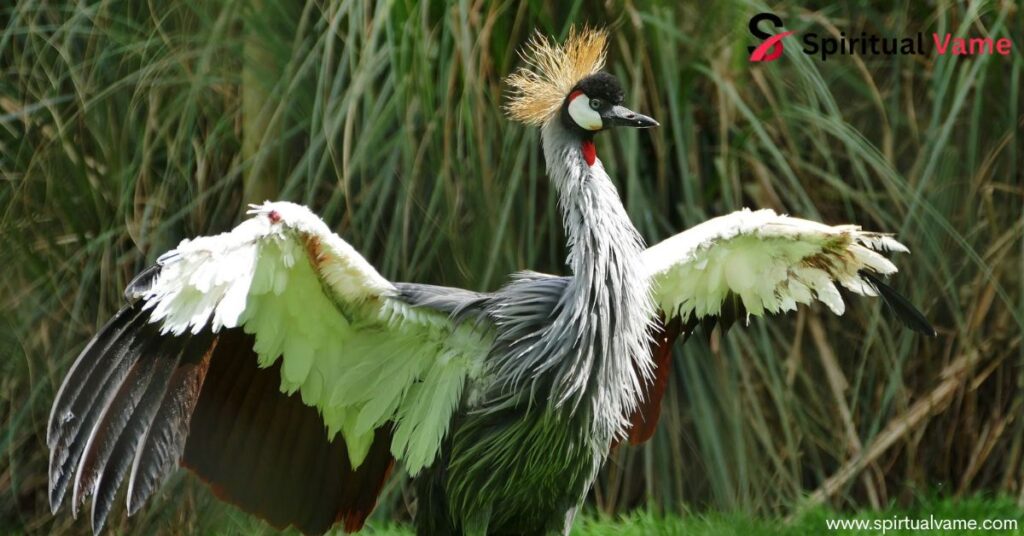 Bird With a Spike on Its Head