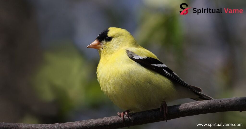 Spiritual Meaning of Robin Bird That Will Touch Your Heart and Soul