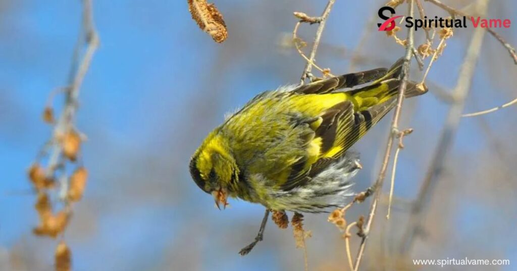 Spiritual Meaning of Robin Bird That Will Touch Your Heart and Soul