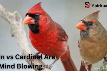 Robin vs Cardinal Are Mind Blowing