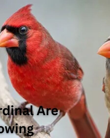 Robin vs Cardinal Are Mind Blowing