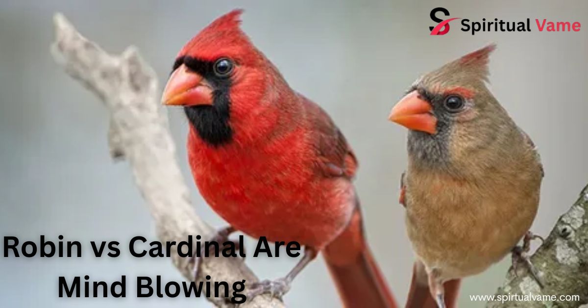 Robin vs Cardinal Are Mind Blowing