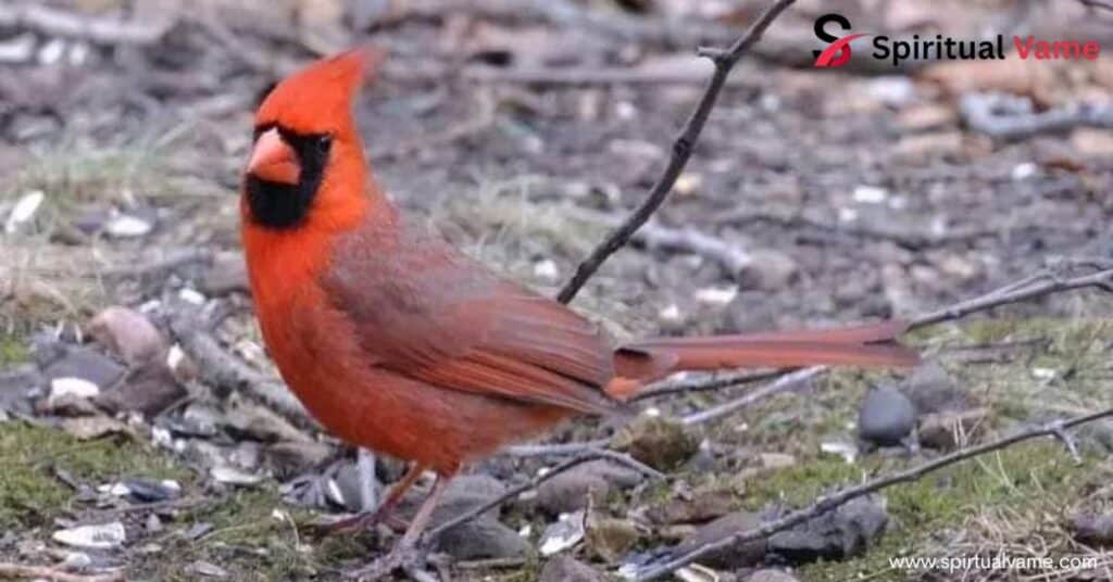 Robin vs Cardinal Are Mind Blowing