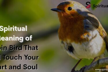 Spiritual Meaning of Robin Bird That Will Touch Your Heart and Soul