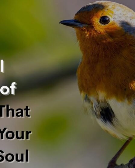 Spiritual Meaning of Robin Bird That Will Touch Your Heart and Soul