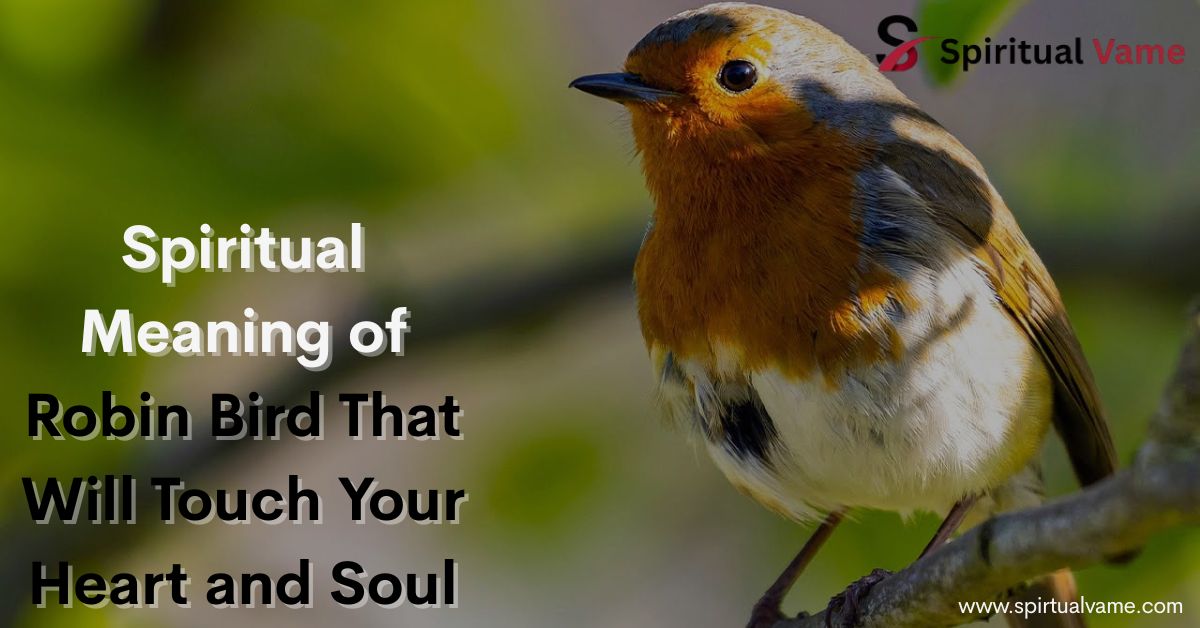 Spiritual Meaning of Robin Bird That Will Touch Your Heart and Soul