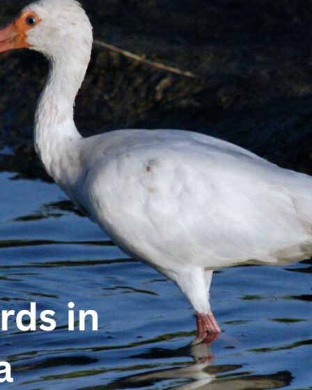 11 White Birds in Florida