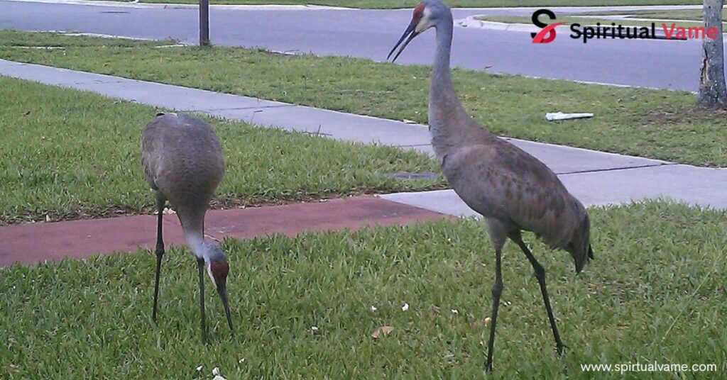 11 White Birds in Florida
