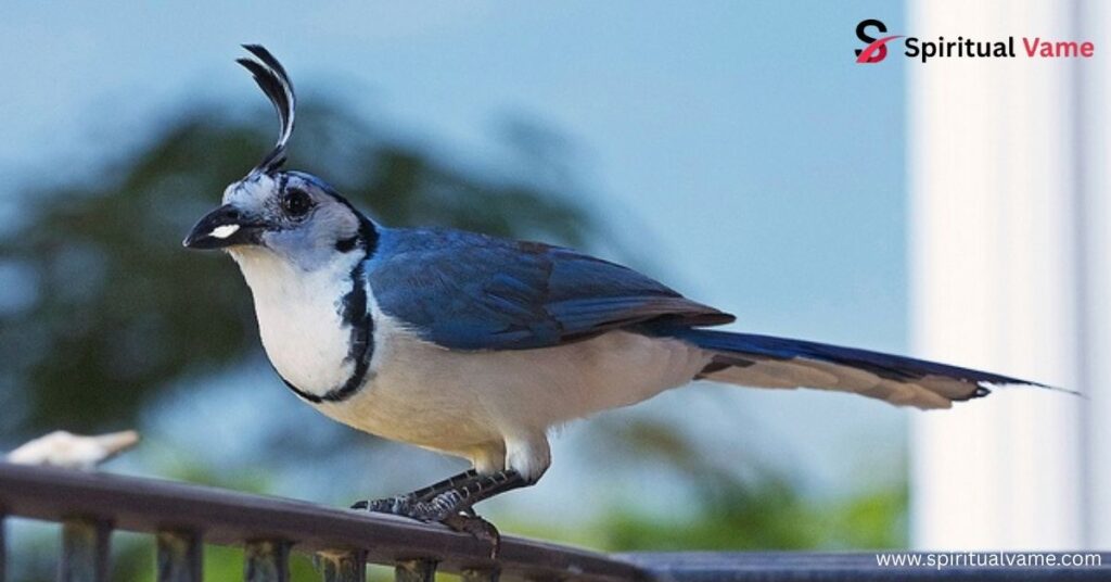 White-Throated Jay