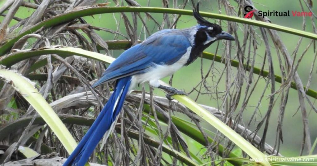 Black-Throated Magpie-Jay