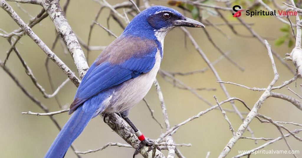 Island Jay