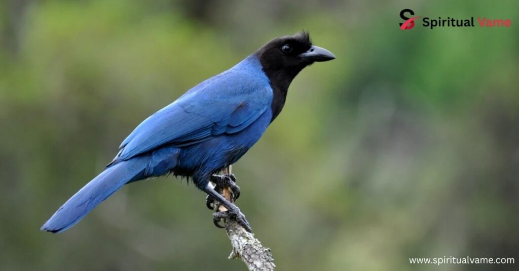 Azure Jay
