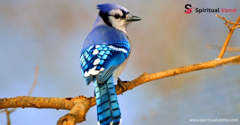 Blue Jay
