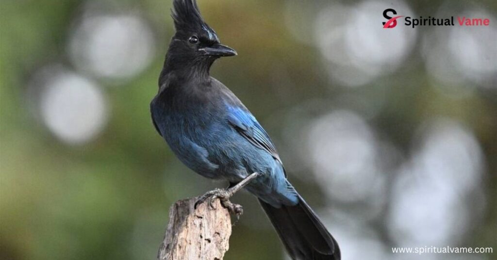 Steller’s Jay