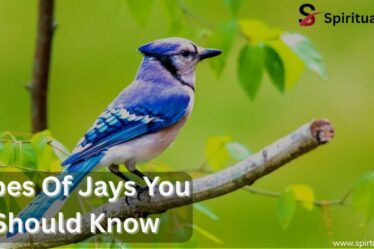 Types Of Jays You Should Know