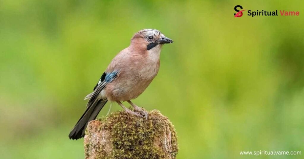 Eurasian Jay