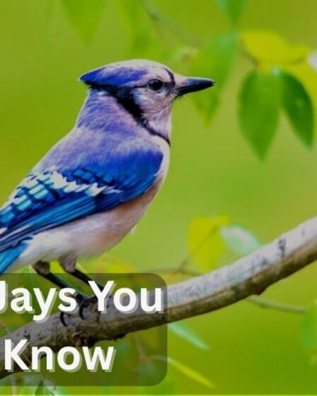 Types Of Jays You Should Know
