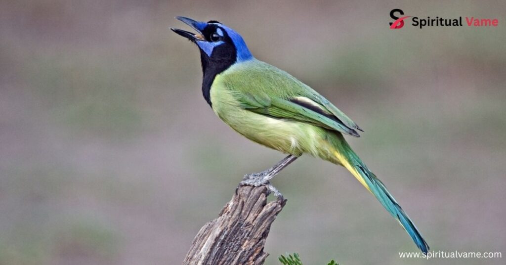Green Jay