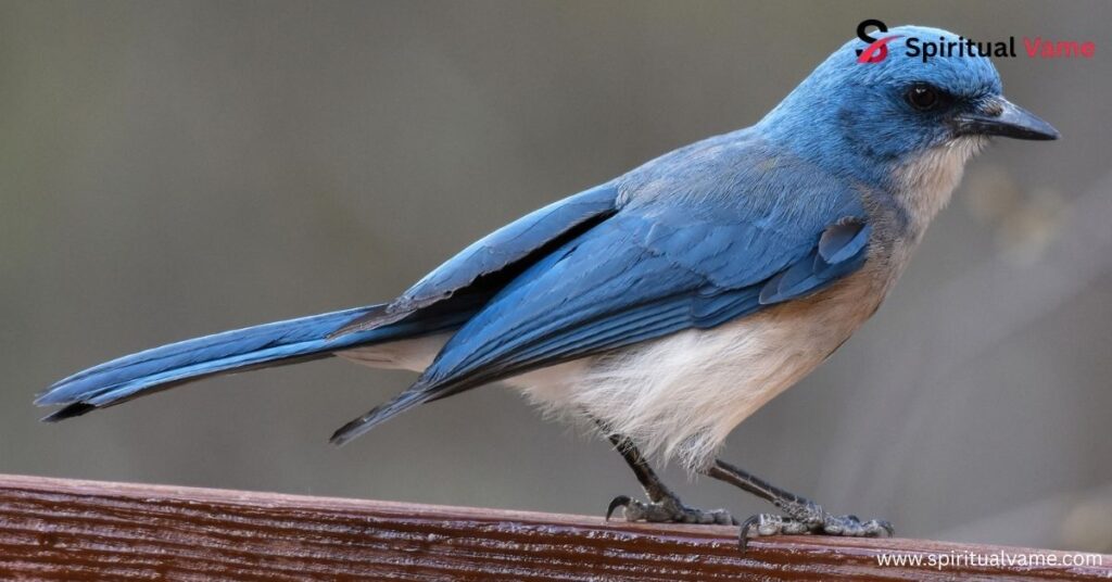 Mexican Jay