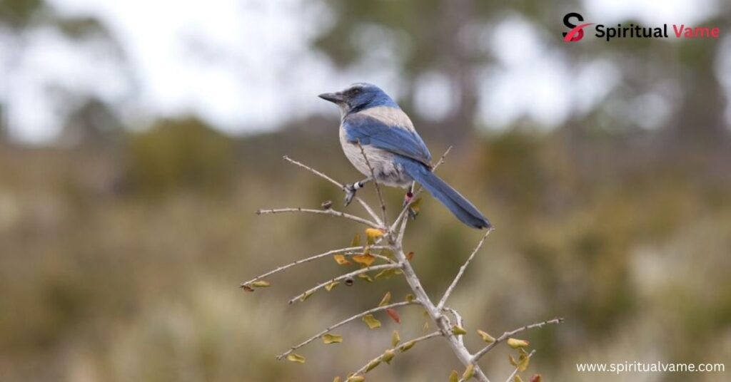 Florida Scrub-Jay