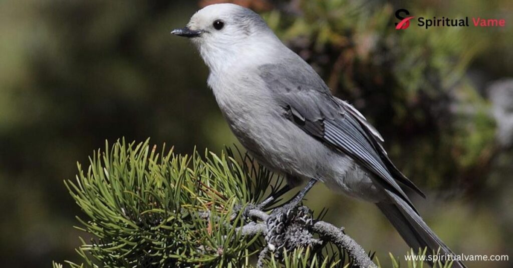 Gray Jay