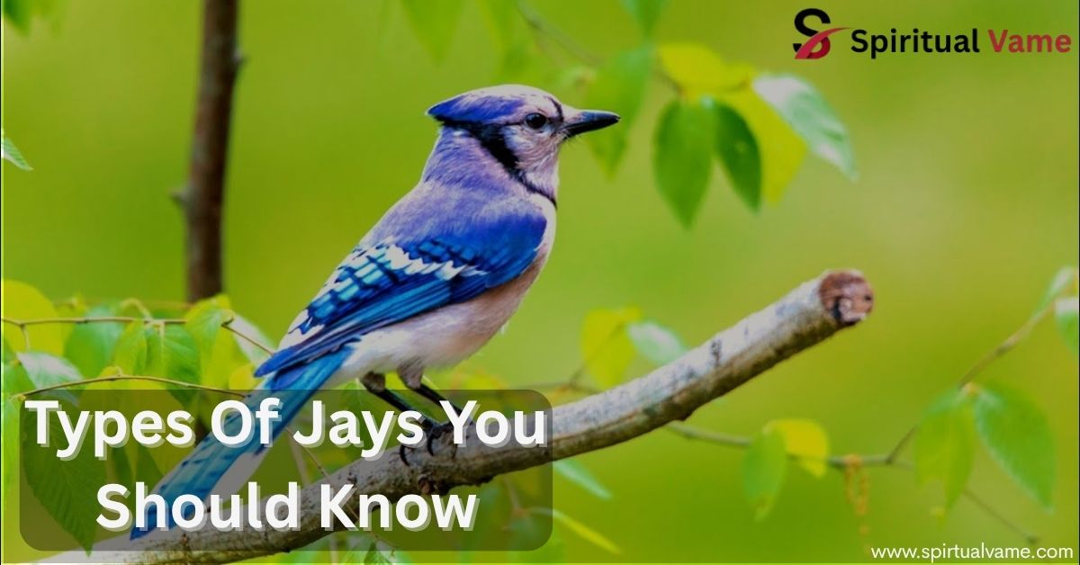 Types Of Jays You Should Know