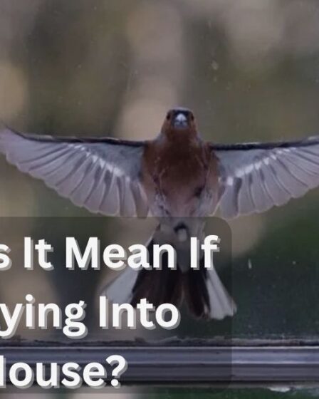 What Does It Mean If A Bird Flying Into Your House? 