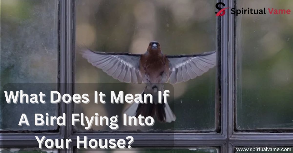 What Does It Mean If A Bird Flying Into Your House? 