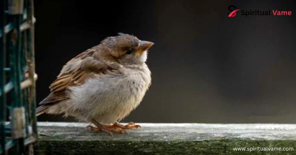What is the Spiritual Meaning of a Bird Flying into Your House?