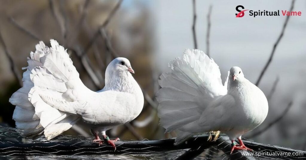 White Bird Meaning And Symbolism