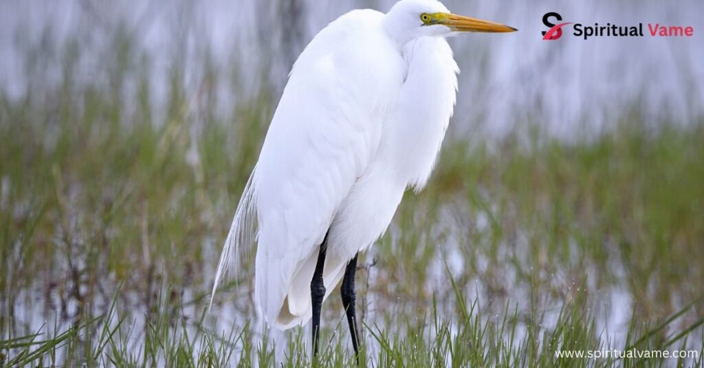 Notable White Birds in Nature