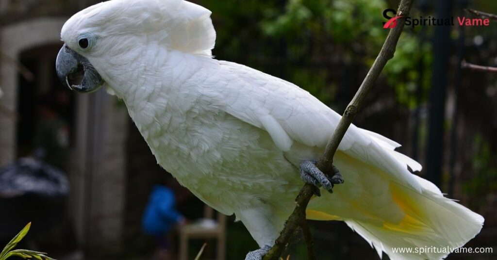 Umbrella Cockatoos.