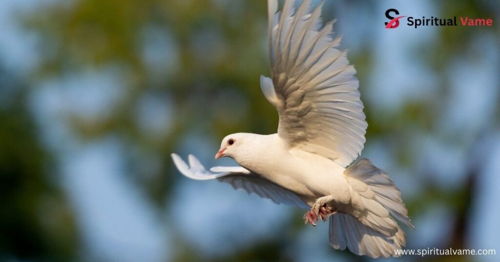 Doves,