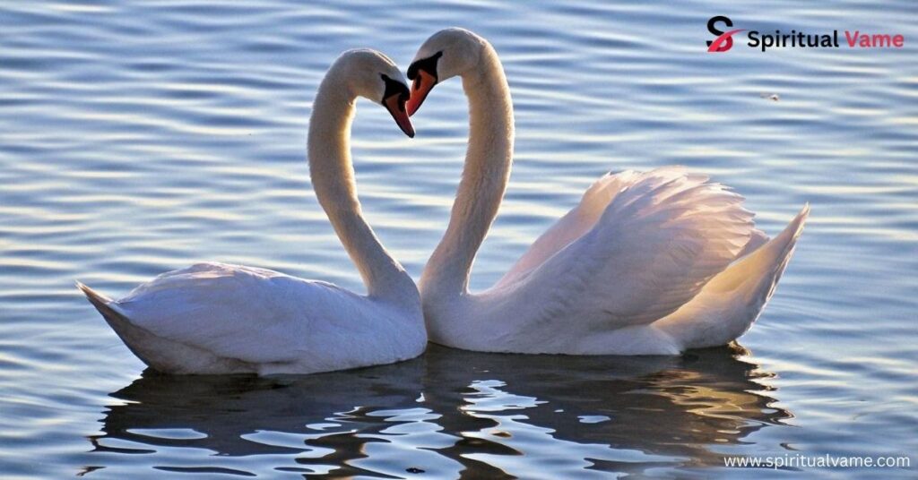 Swans