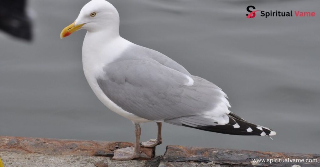 Gulls.