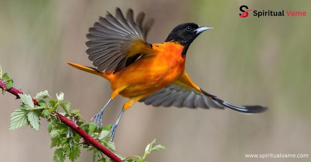 Oriole bird.