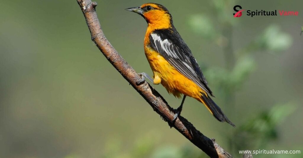 Oriole Bird Symbolism Meaning. 